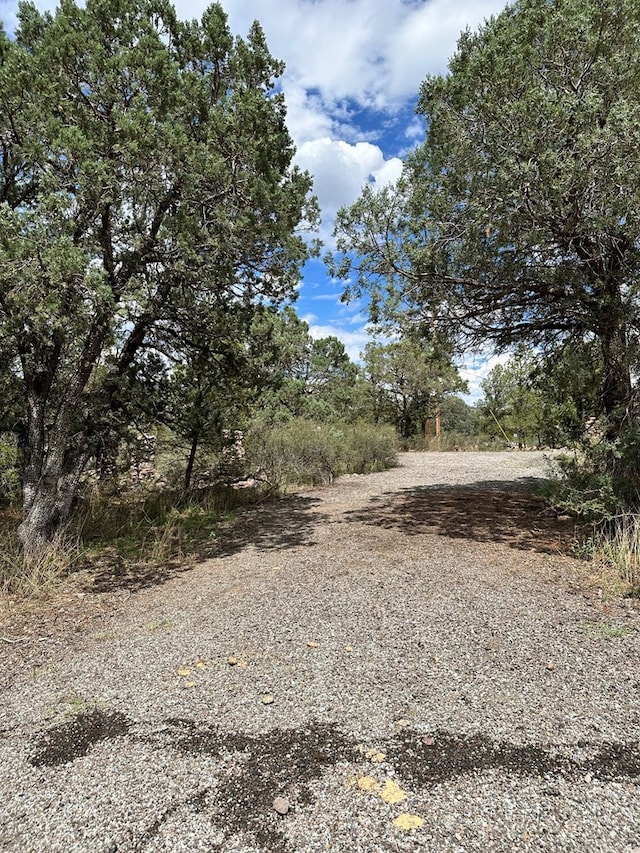 view of local wilderness