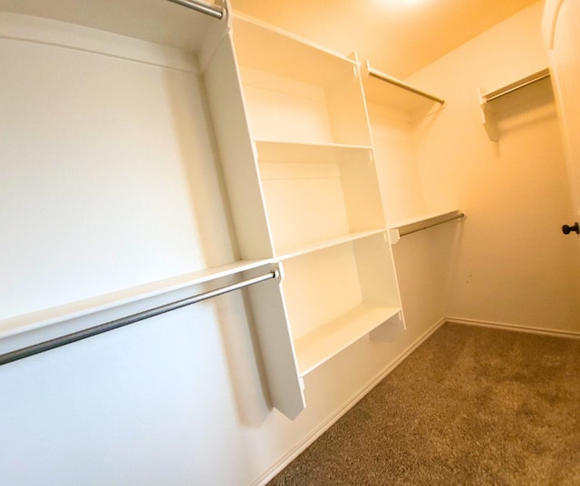 spacious closet featuring carpet flooring