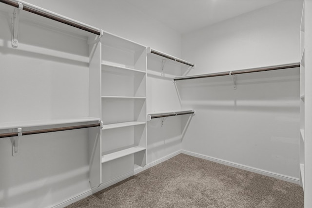 walk in closet featuring carpet floors