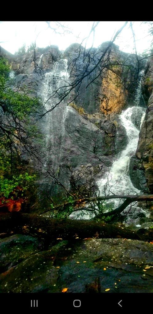 view of local wilderness