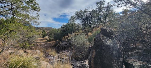 view of local wilderness