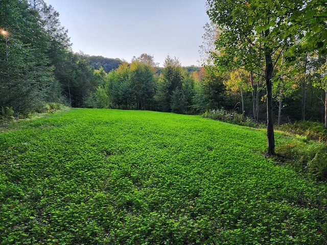 286 Hidden Hollow Farm Dr, Austin, PA 16720 - view of grassy yard with a view of trees