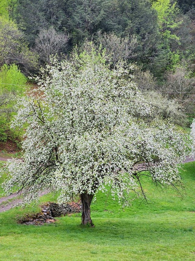 286 Hidden Hollow Farm Dr, Austin, PA 16720 - view of yard