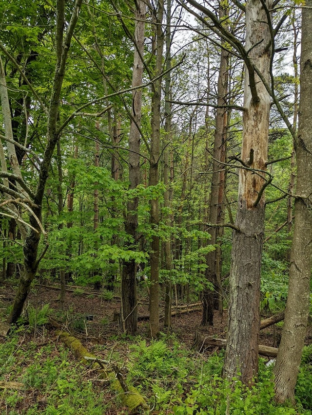 153 Pinneo Hill Rd, Oswayo, PA 16915 - view of tree filled area