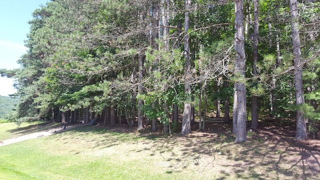 153 Pinneo Hill Rd, Oswayo, PA 16915 - view of green lawn