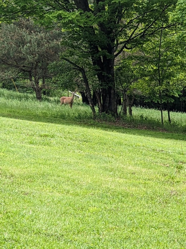 153 Pinneo Hill Rd, Oswayo, PA 16915 - view of grassy yard