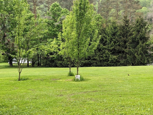 153 Pinneo Hill Rd, Oswayo, PA 16915 - view of green lawn