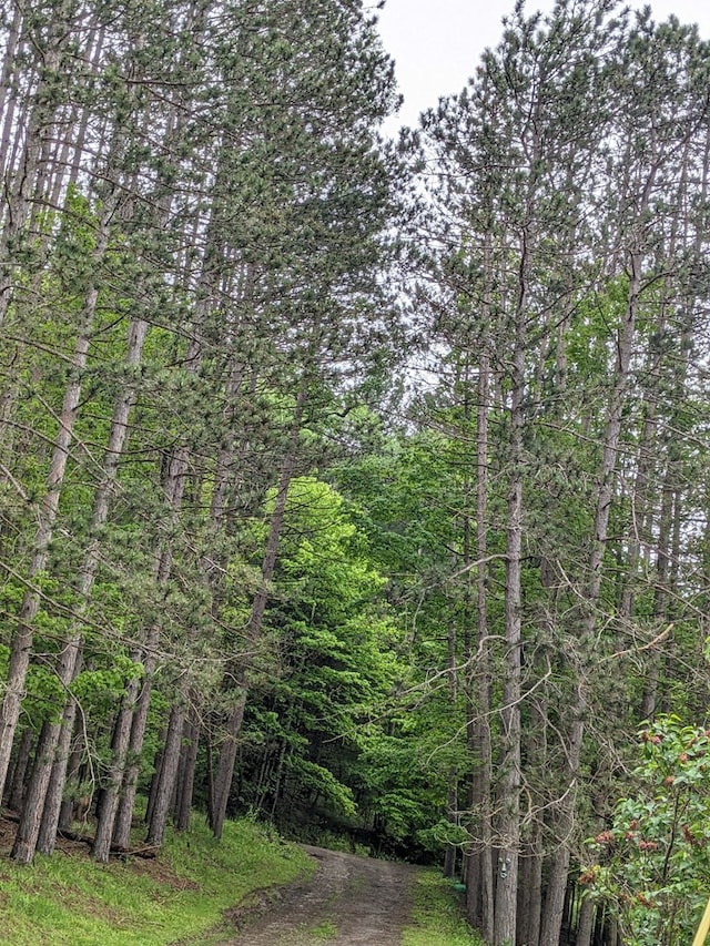 153 Pinneo Hill Rd, Oswayo, PA 16915 - view of woods