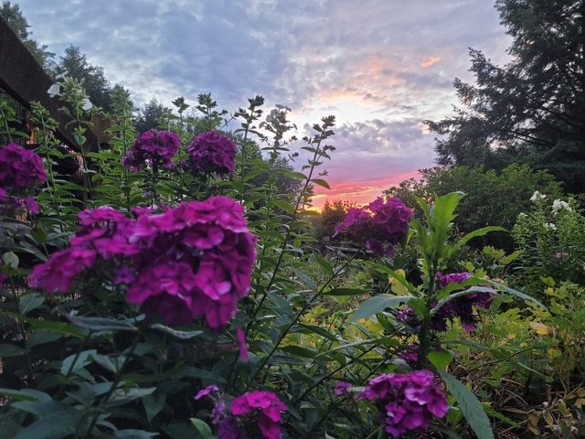 view of nature