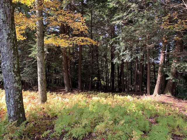 view of local wilderness with a forest view