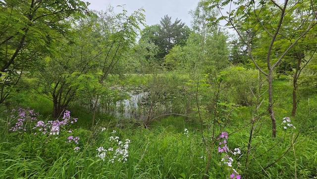 315 Old Tioga St, Wellsboro, PA 16901 - view of woods