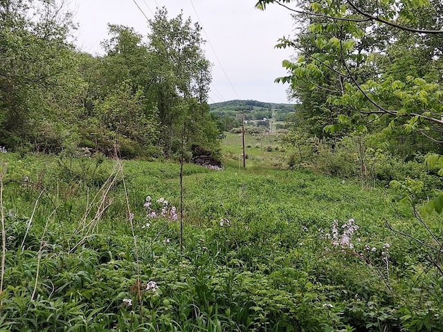 47 Alpine Dr, Athens, PA 18810 - view of yard