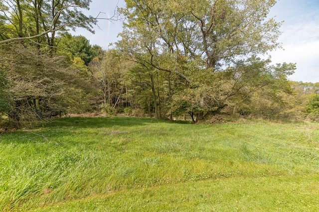 view of local wilderness