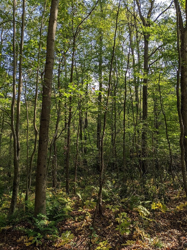 480 Bowers Rd, Coudersport, PA 16915 - view of woods