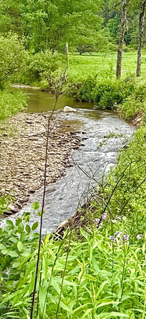 10598 Leetonia Rd, Gaines, PA 16921 - water view with a forest