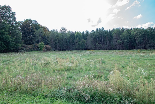 view of local wilderness