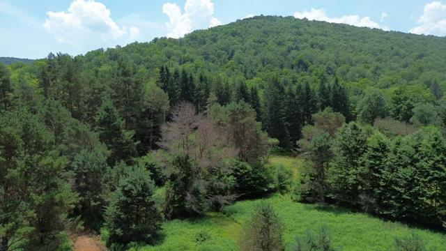 - Clear Creek Road, Emporium, PA 15834 - photo 24