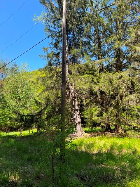 - Clear Creek Road, Emporium, PA 15834 - photo 15