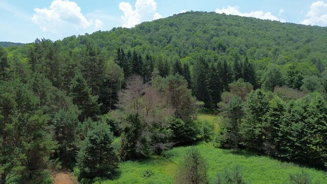 - Clear Creek Road, Emporium, PA 15834 - photo 31