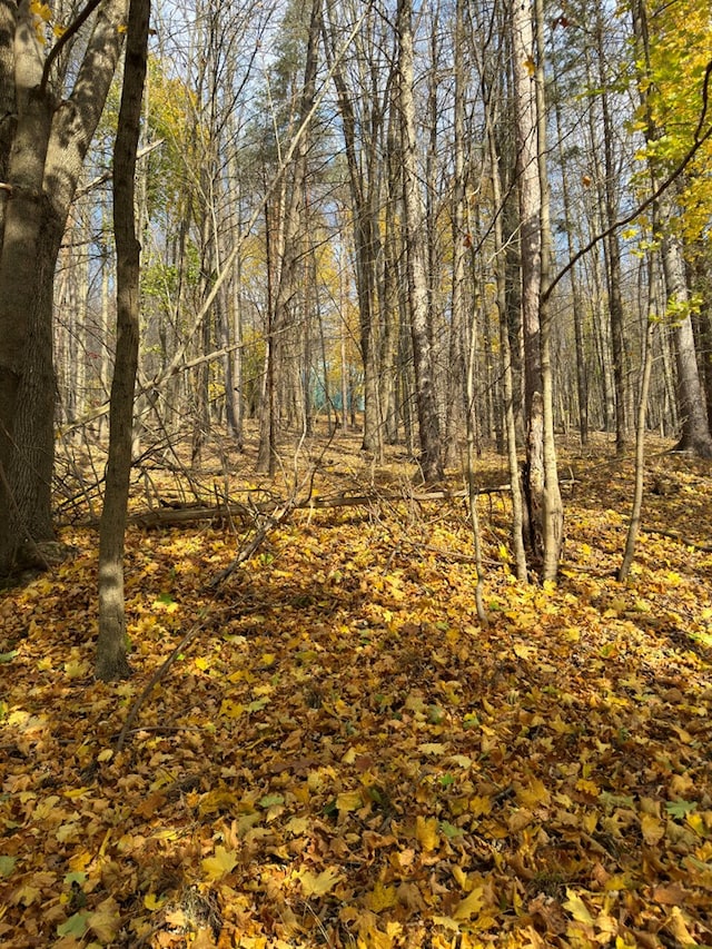 view of local wilderness