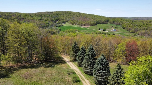 bird's eye view of a forest