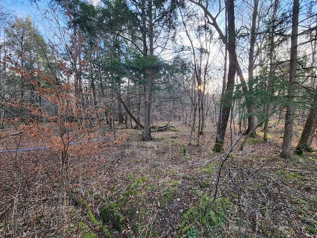 view of local wilderness