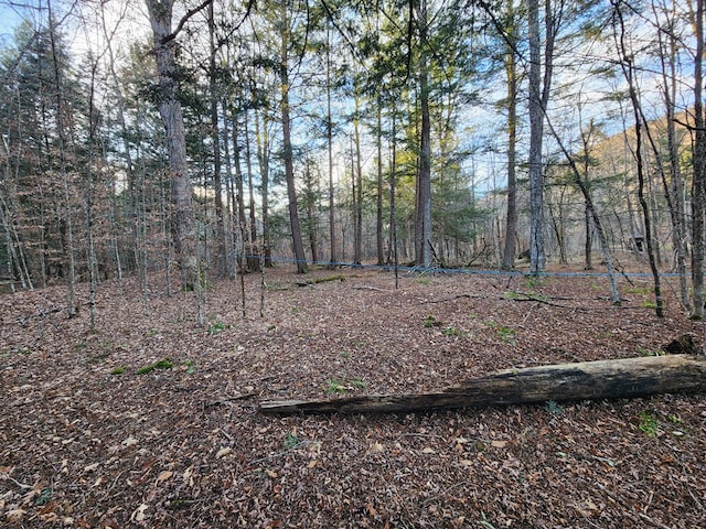 view of local wilderness