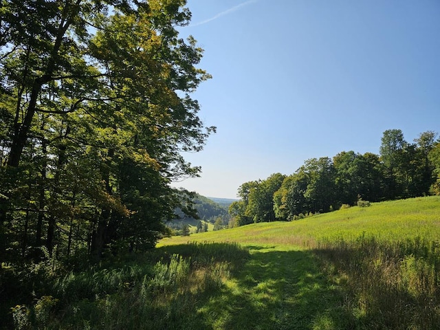 view of local wilderness