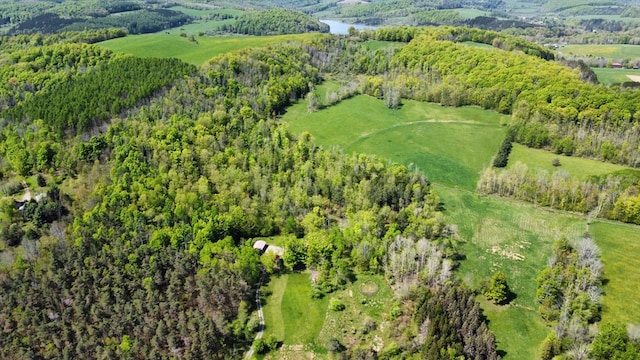 bird's eye view of a forest