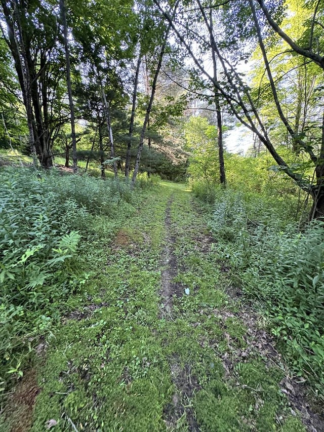 1041 Rte 44, Shinglehouse, PA 16748 - view of nature