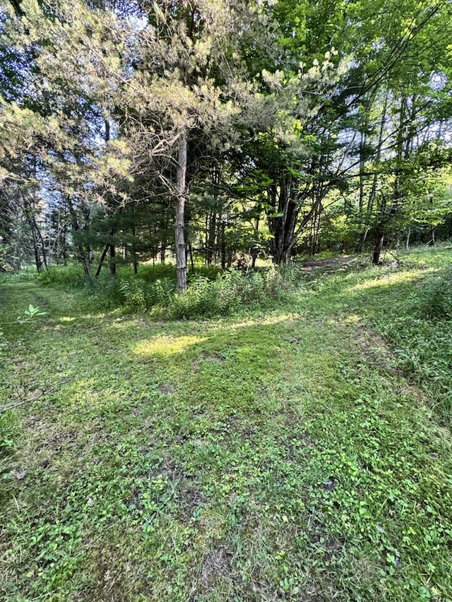 1041 Rte 44, Shinglehouse, PA 16748 - view of yard
