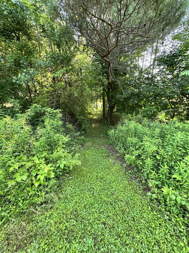 1041 Rte 44, Shinglehouse, PA 16748 - view of undeveloped land