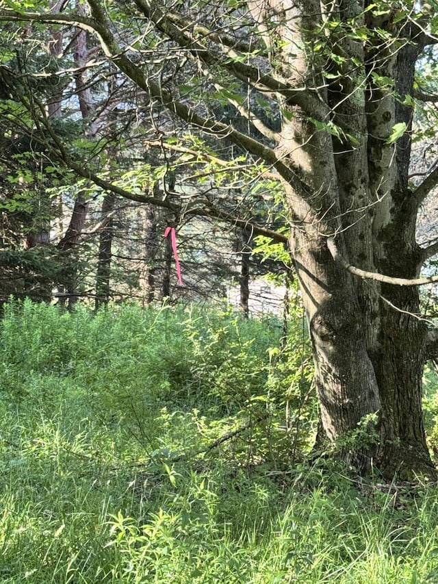 1041 Rte 44, Shinglehouse, PA 16748 - view of nature