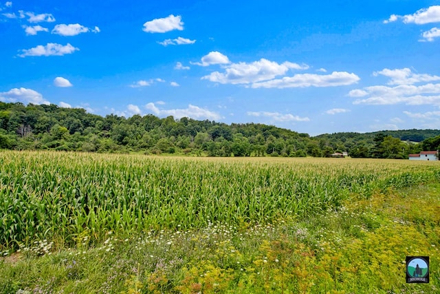 view of local wilderness