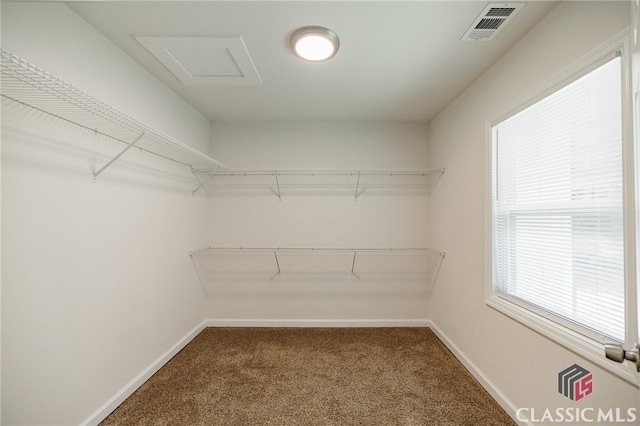 walk in closet featuring carpet floors, attic access, and visible vents