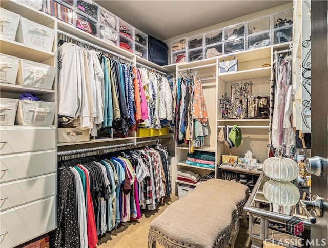 spacious closet featuring carpet flooring