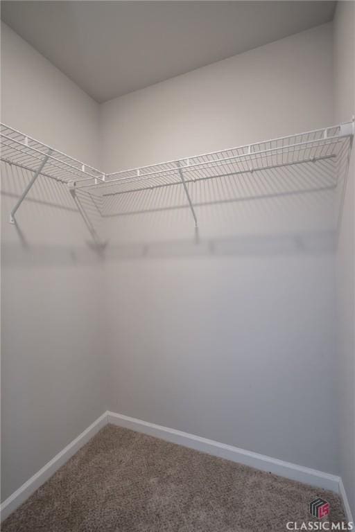 spacious closet featuring carpet