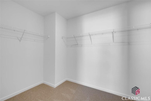 spacious closet featuring carpet flooring