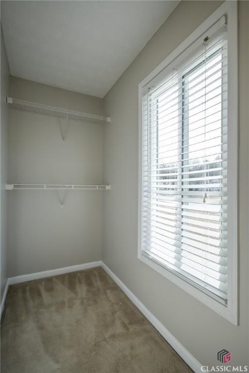 walk in closet featuring carpet flooring