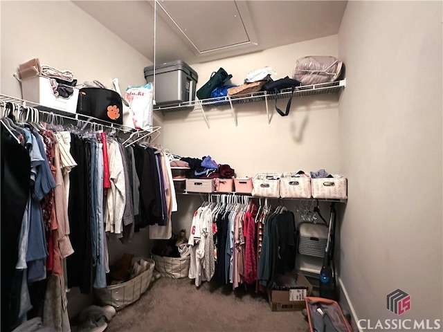 walk in closet with carpet floors