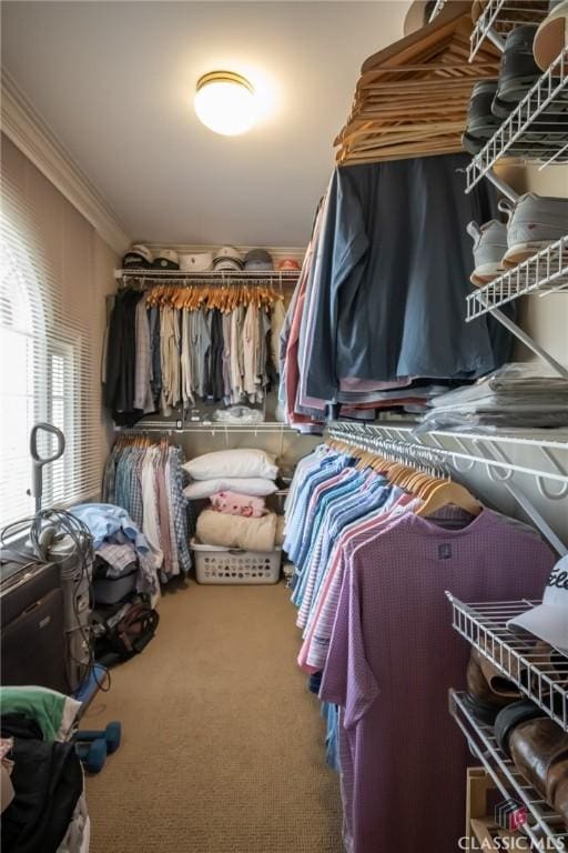 spacious closet featuring carpet flooring