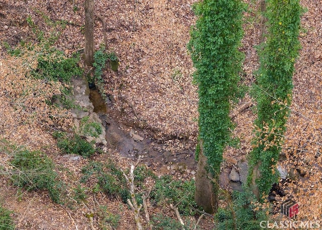 view of local wilderness