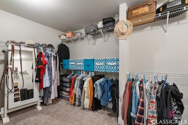 walk in closet with carpet floors