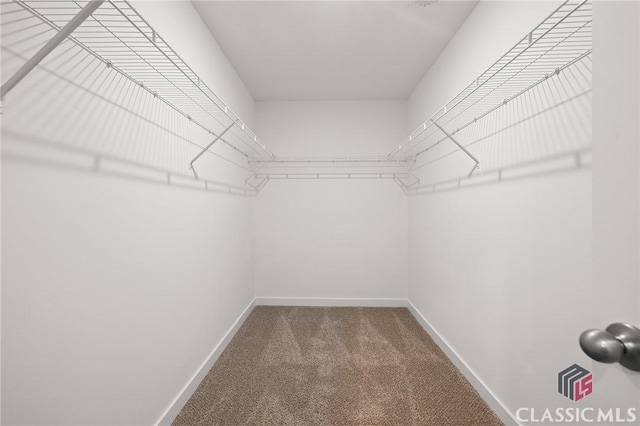 walk in closet with carpet flooring