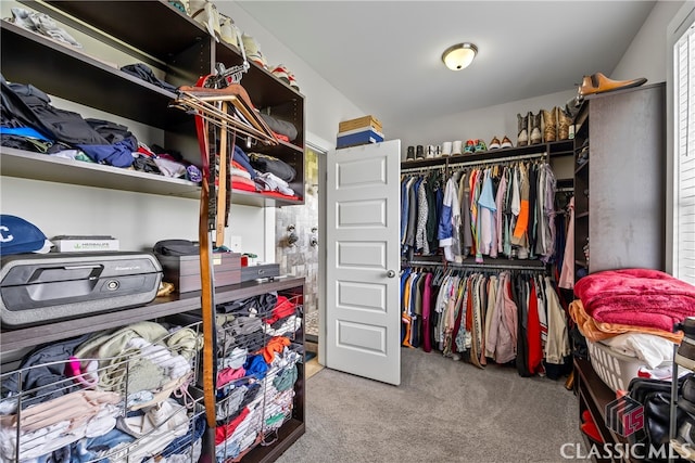 walk in closet with carpet