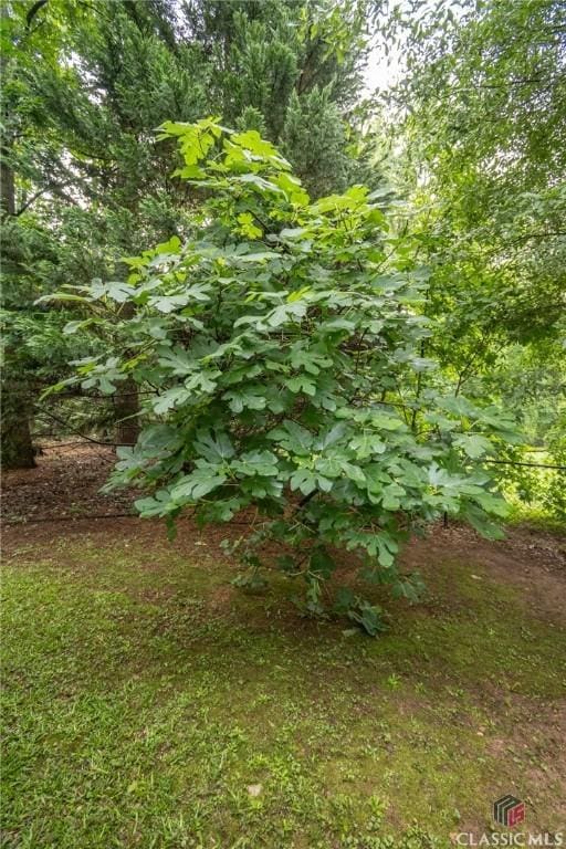 170 Chadds Walk, Athens, GA 30606 - view of undeveloped land