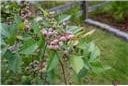 1069 Dean Hill Rd, Monroe, GA 30655 - view of yard featuring a vegetable garden
