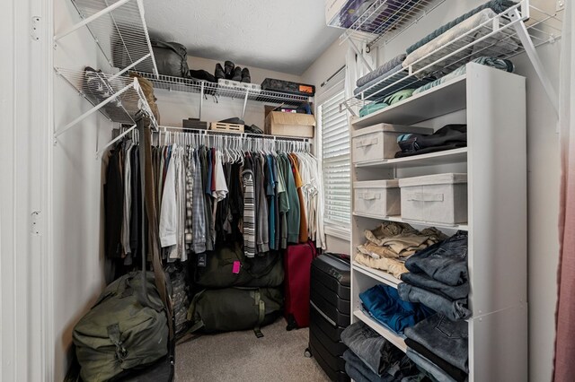 spacious closet featuring carpet flooring