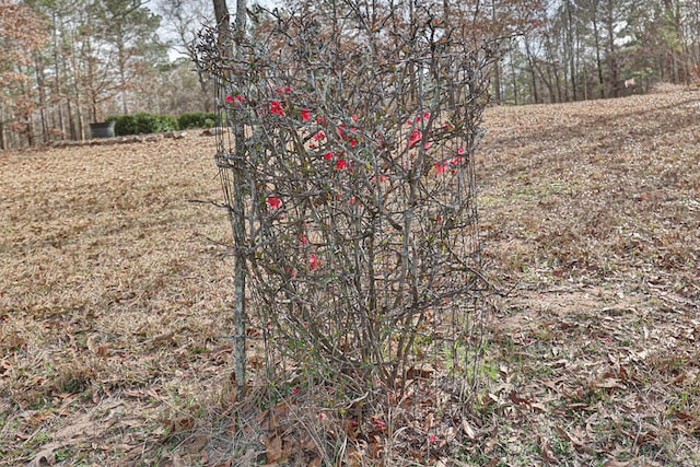 5072 Ga Highway 0116, Hamilton, GA 31811 - photo 57