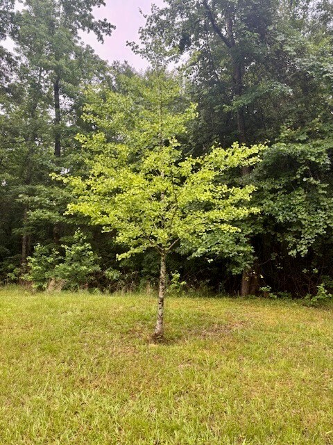 5072 Ga Highway 0116, Hamilton, GA 31811 - photo 4